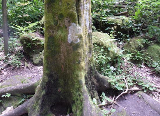 panama/el-valle-de-anton/landmark/valley-of-square-trees