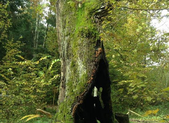 lithuania/vilnius-region/landmark/alkunai-oak-tree