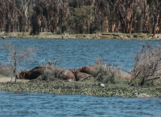 kenya/lake-naivasha/landmark/watamu-boat-rides-naivasha