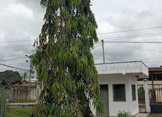 gabon/bitam/landmark/sibang-arboretum
