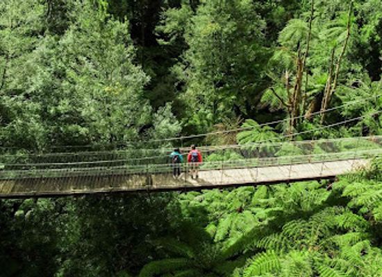 australia/gippsland/landmark/tarra-bulga-national-park