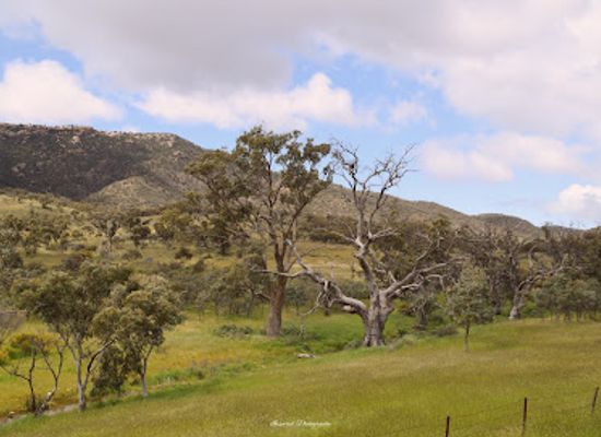 australia/top-end/landmark/pichi-richi-railway
