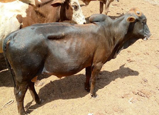mali/koulikoro-region/landmark/titibougou