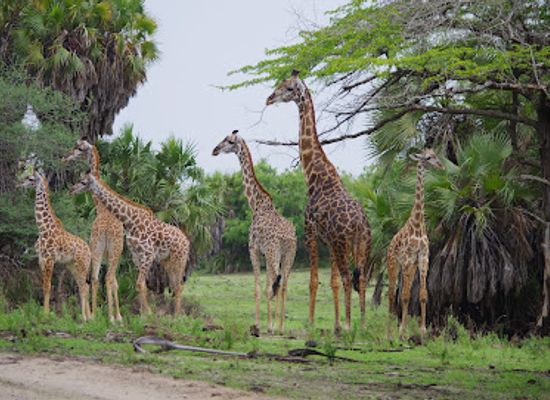 tanzania/selous-game-reserve/landmark/nyerere-national-park-selous-game-reserve