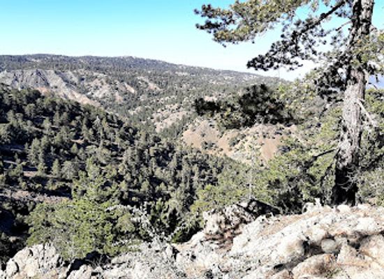 cyprus/troodos/landmark/troodos-forest