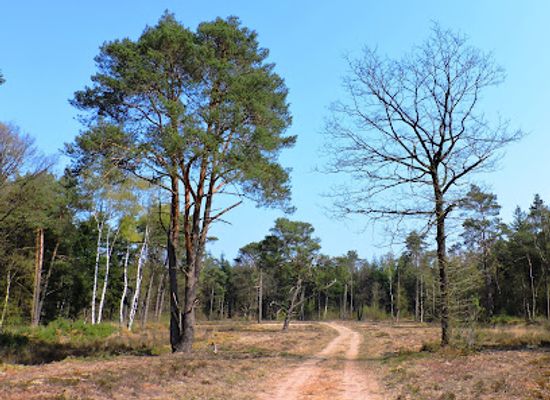 netherlands/hoge-veluwe-national-park/landmark/heikamp