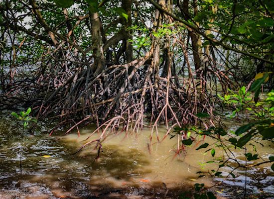 singapore/sungei-buloh-wetland-reserve/landmark/lumnitzera-walk