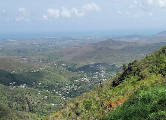 puerto-rico/sierra-de-cayey/landmark/la-curva-del-arbol