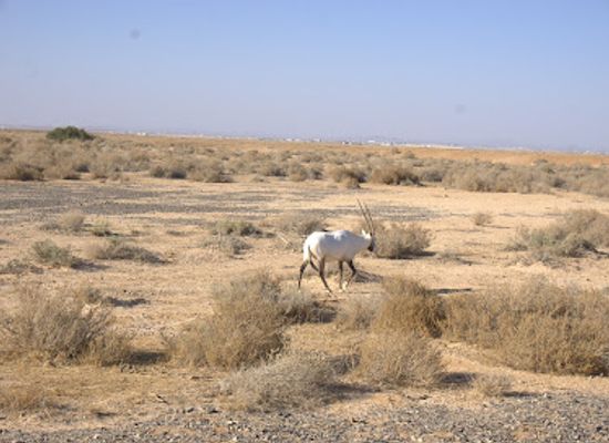 jordan/shawmari-wildlife-reserve/landmark/shaumari-wildlife-reserve