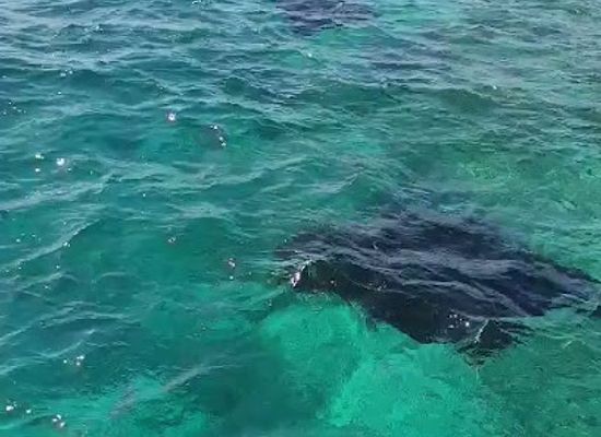maldives/guraidhoo/landmark/k-guraidhoo-manta-point