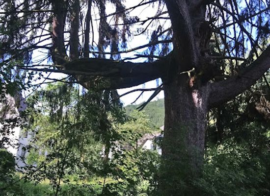 germany/sauerland/landmark/uralte-fichte