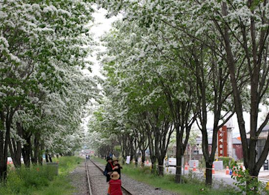 south-korea/jeonju/landmark/ipapnamu-cheolgil