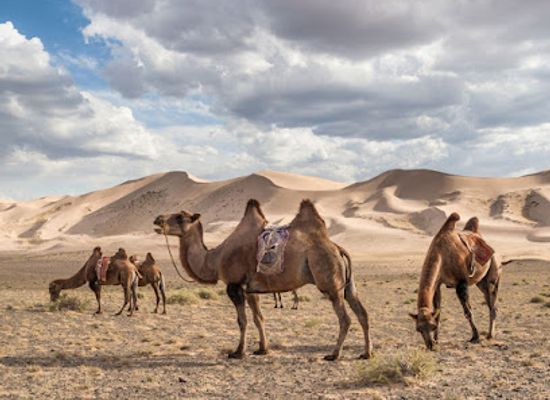 mongolia/gobi-desert/landmark/gobi-gurvan-saikhan-national-park