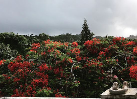 grenada/annandale-falls/landmark/the-tower-estate