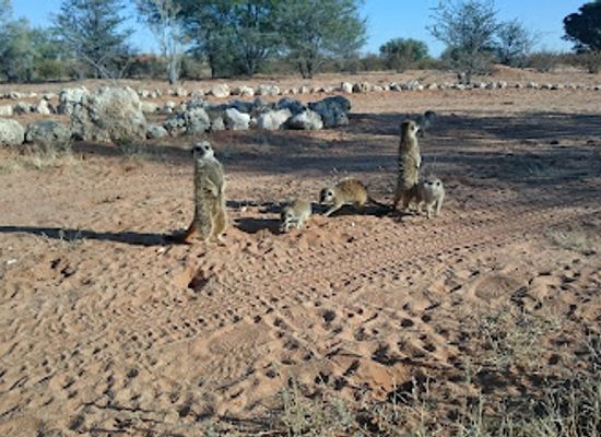 south-africa/kalahari/landmark/kalahari-trails