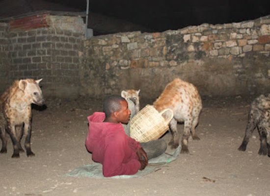 ethiopia/harar/landmark/hyena-feeding-site