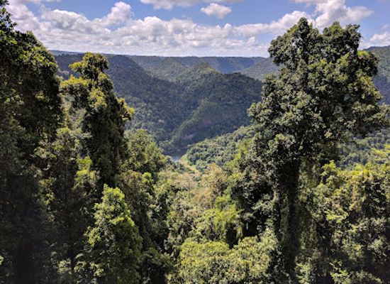 australia/atherton-tablelands/landmark/mamu-tropical-skywalk