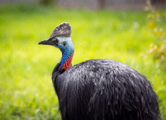australia/goulburn-valley/landmark/kyabram-fauna-park-zoos-victoria