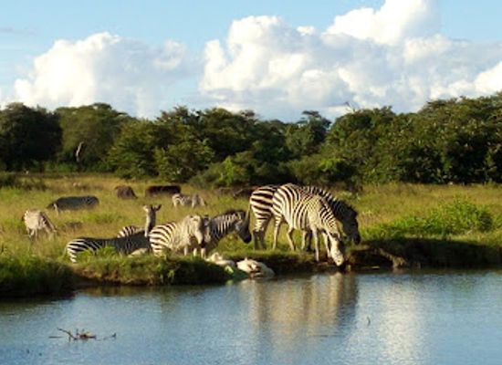 zambia/southern-province/landmark/parays-animal-sanctuary