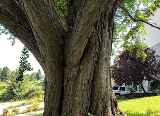 kentucky/covington/landmark/covington-s-favorite-tree