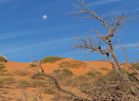 botswana/kalahari-desert/landmark/kgalagadi-transfrontier-park