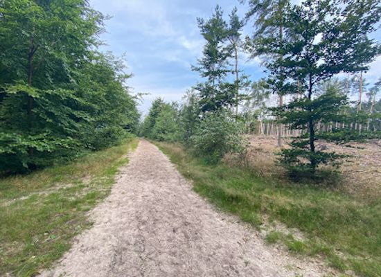 netherlands/utrechtse-heuvelrug/landmark/bos-utrechtse-heuvelrug