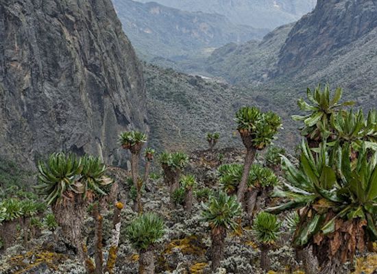 uganda/western-region/landmark/rwenzori-mountains-national-park