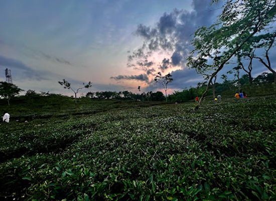 bangladesh/sylhet/landmark/lakkatura-tea-garden-mountain