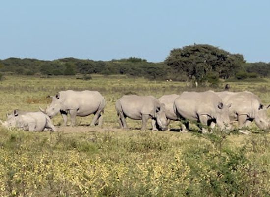 botswana/moremi-game-reserve/landmark/khama-rhino-sanctuary