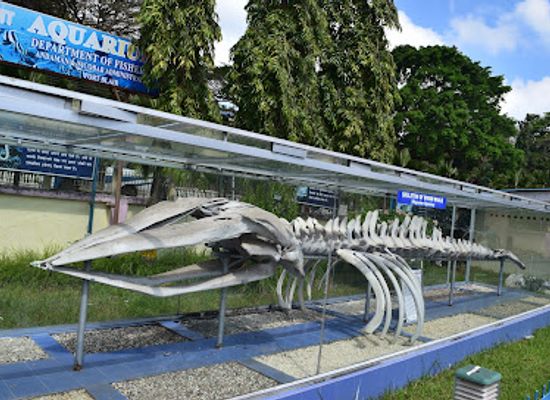 india/andaman-and-nicobar-islands/landmark/naval-marine-museum-samudrika