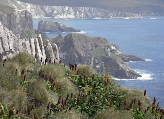 new-zealand/chatham-islands/landmark/auckland-island-motu-maha