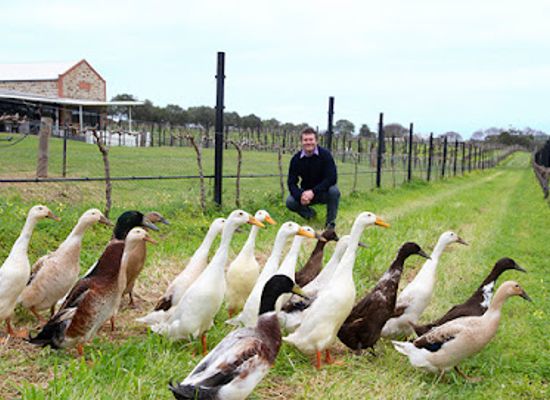 australia/fleurieu-peninsula/landmark/angove-mclaren-vale-vineyards-and-cellar-door