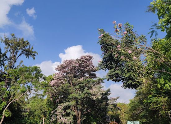 india/chennai/mylapore/landmark/nageswara-rao-park