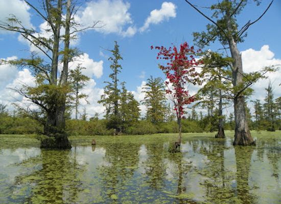 illinois/little-egypt/landmark/cypress-creek-national-wildlife-refuge