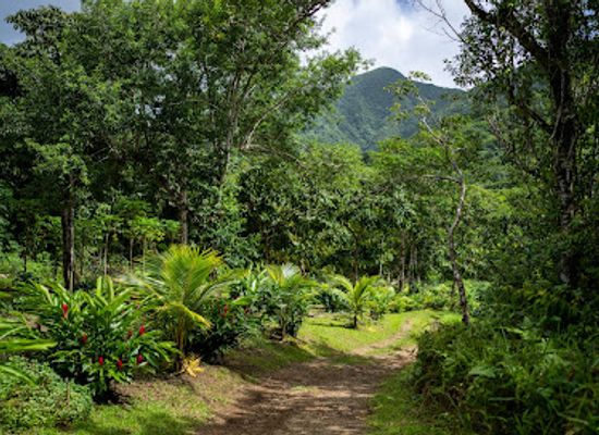 saint-kitts-and-nevis/mount-liamuiga/landmark/liamuiga-natural-farm