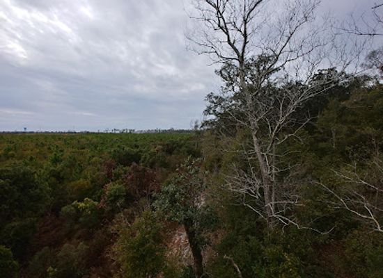 alabama/orange-beach/landmark/hugh-s-branyon-backcountry-trail-cotton-bayou-trailhead