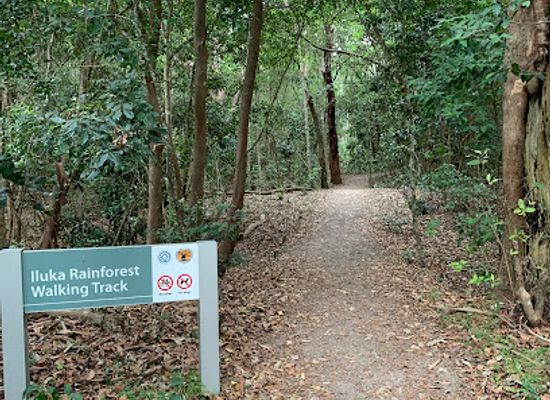 australia/northern-rivers/landmark/iluka-rainforest-walking-track