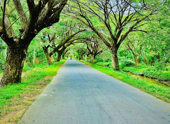 sri-lanka/kilinochchi-district/landmark/akkarayan-unionkulam-tree-cloud-photoshoot