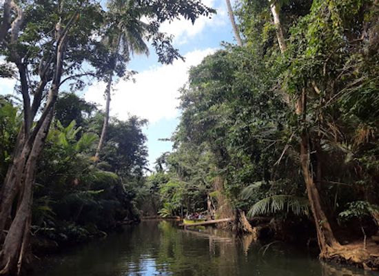 dominica/indian-river/landmark/indian-river-tours