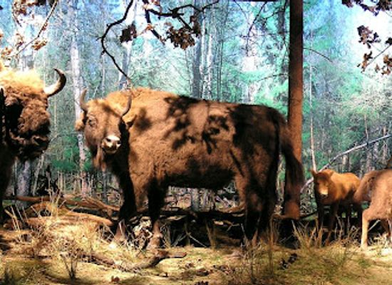 poland/podlachia/landmark/natural-forest-museum-bialowieza-national-park