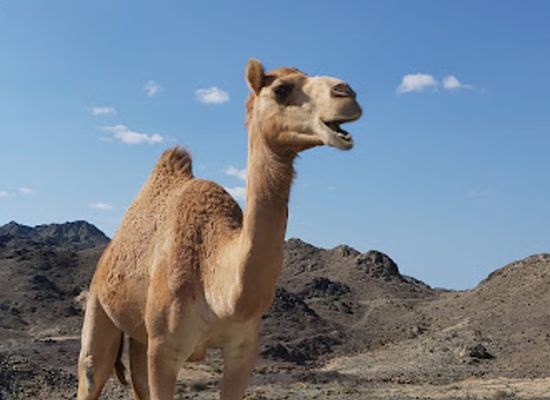oman/masirah-island/landmark/gvoh