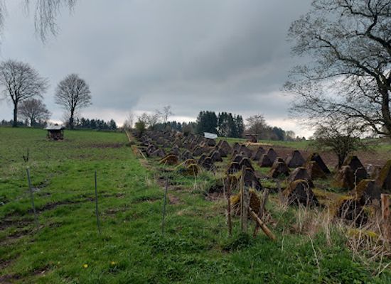 germany/monschau/landmark/westwall-monschau-hockerlinie-panzersperre-dragon-s-teeth