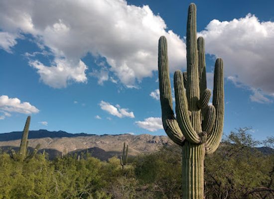 arizona/pima-county/landmark/saguaro-national-park