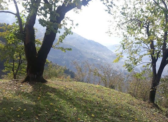 turkiye/trabzon/yomra/landmark/dut-agaci61