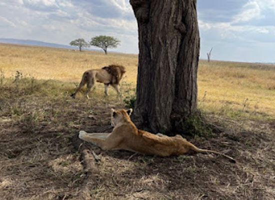 tanzania/selous-game-reserve/landmark/wild-gaze-safaris-ltd