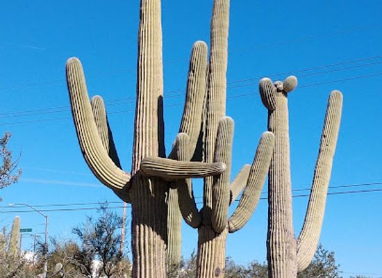 arizona/santa-catalina-mountains/landmark/arthur-pack-regional-park