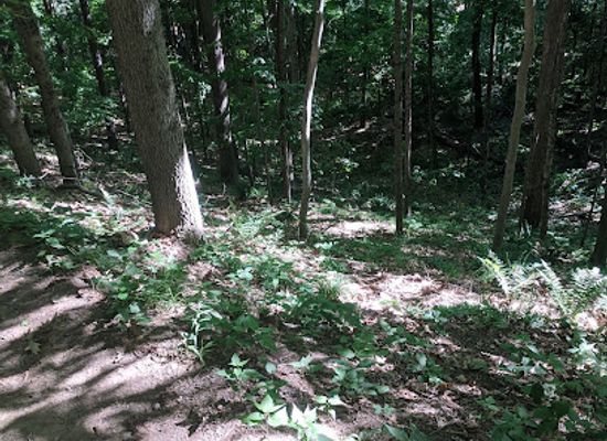 new-hampshire/hanover/landmark/angelo-tanzi-natural-preserve