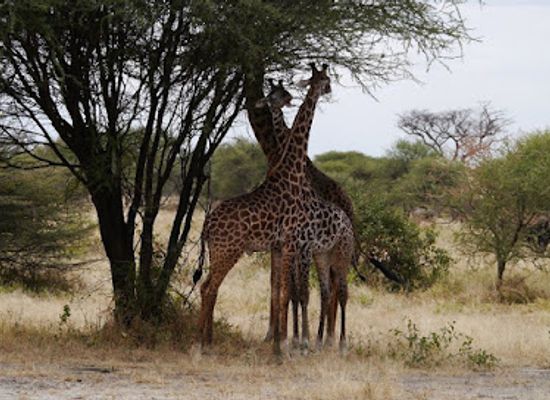 tanzania/northern-zone/landmark/northern-circuit-adventure