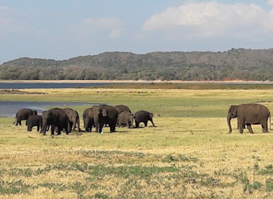 sri-lanka/minneriya-national-park/landmark/minneriya-wewa