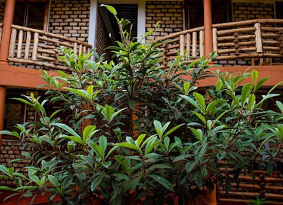 uganda/masaka/landmark/elite-backpackers-services-masaka